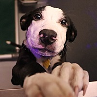 adopt a pet