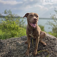 adopt a pet