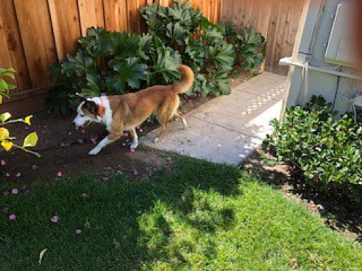 Sunnyvale, CA - Australian Shepherd/Corgi. Meet Murphy a Pet for ...