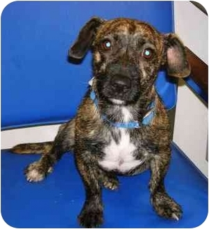 45+ Dachshund Terrier Mix Brindle