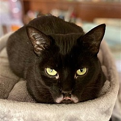 Thumbnail photo of Lippy (Courtesy Post) #1