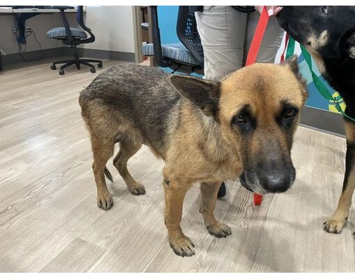 Pearland, TX - German Shepherd Dog. Meet RILEY a Pet for Adoption ...