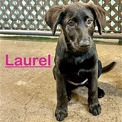 Photo of Laurel