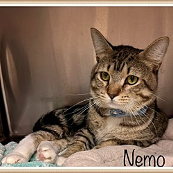 Photo of NEMO