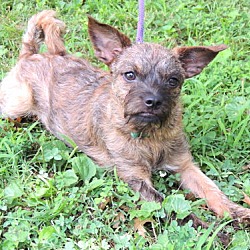 Thumbnail photo of PUPPY CURIOUS COCO #2