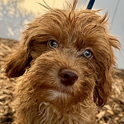 Thumbnail photo of Cockapoo F2 Claude #3