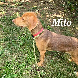 Thumbnail photo of Milo #1