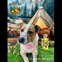 adopt a pet