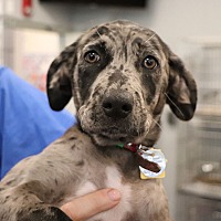 adopt a pet