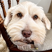 IKIE - Miniature Schnauzer available for adoption