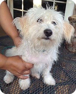 glen of imaal terrier mix