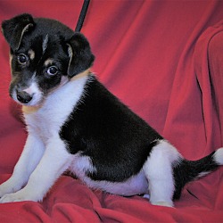 Thumbnail photo of Tammie ~ ADOPTED! #2