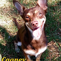Thumbnail photo of Cagney #1