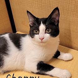 Photo of Choppy
