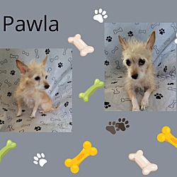 Photo of Pawla