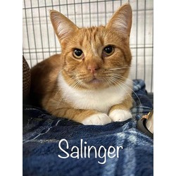 Photo of SALINGER