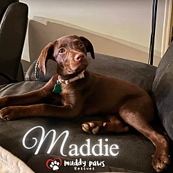Photo of The Surprise Litter: Maddie - No Longer Accepting Applications