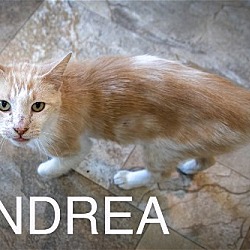 Photo of Andrea (FCID# 06/05/2024 - 11 Trainer) C