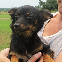 Beebe Humane Society's Desperate House Dogs (NH) in Salem, New Hampshire