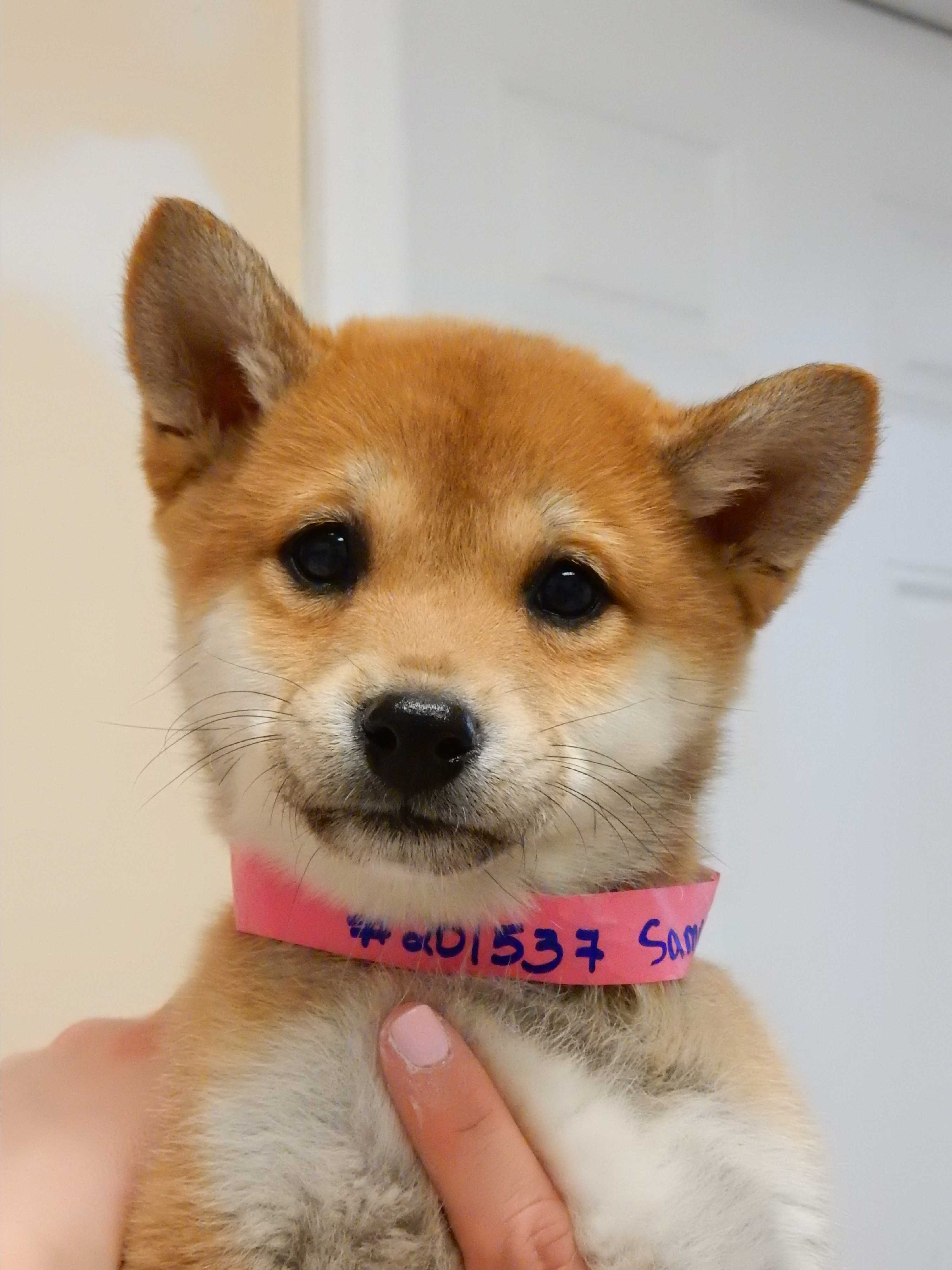 New York Ny Shiba Inu Meet Sasha A Pet For Adoption