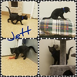 Photo of Jett