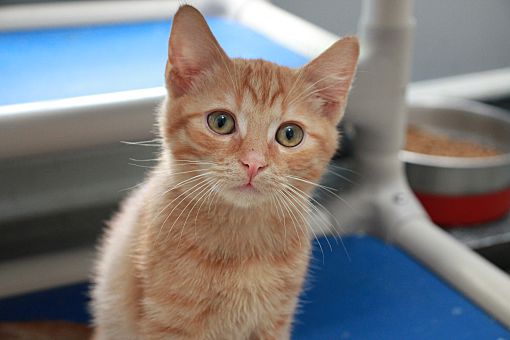 Charlotte, NC - Domestic Shorthair. Meet Houston a Pet for Adoption.