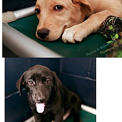 Thumbnail photo of Pen 9 Beagle/Lab X 10 wks. Blk. pup adopted #3