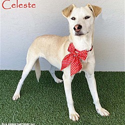 Photo of Celeste