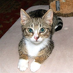 Photo of Piper**ADOPTED**