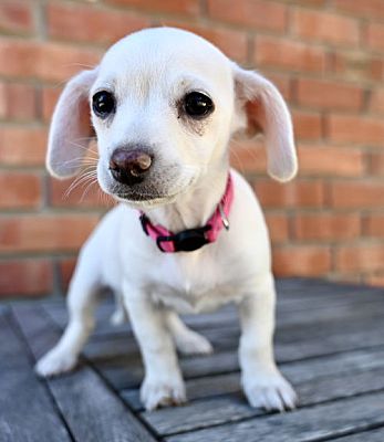 Palo Alto, Ca - Maltese Miniature Schnauzer. Meet Mushroom: Shiitake A 