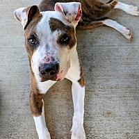 adopt a pet