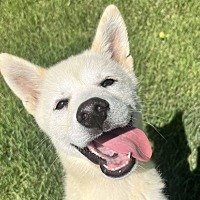 adopt a pet