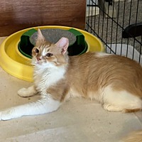 adopt a pet