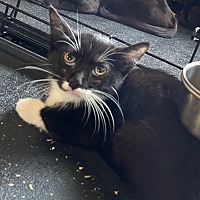 adopt a pet