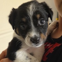 adopt-pet