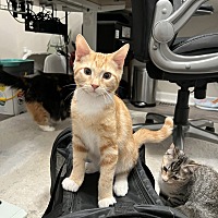 adopt a pet