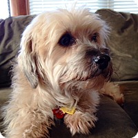 YONKERS, NY - Shih Tzu. Meet Hamish a Pet for Adoption.