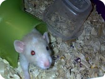 dumbo rat adoption
