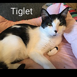 Photo of Tiglet
