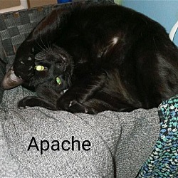 Thumbnail photo of Apache #4