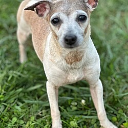 Thumbnail photo of Trixie May 23 - In Foster in Rocky Mount, NC #2