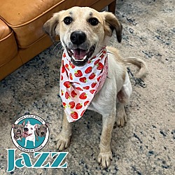 Photo of Jazz