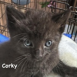 Thumbnail photo of Corky #3