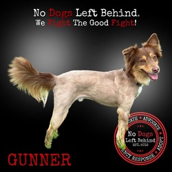 Thumbnail photo of Gunner 3900 #1