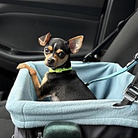 adopt a pet