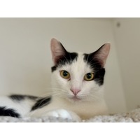 adopt-pet