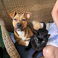 adopt a pet