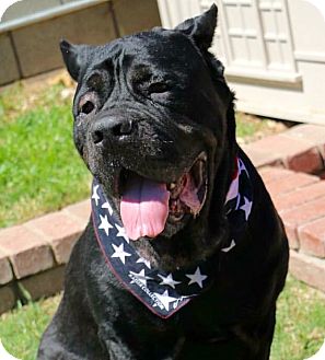 Lady Adopted Dog Newport Beach Ca Neapolitan Mastiff