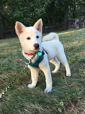 Long Island City Ny Jindo Meet Goha A Pet For Adoption