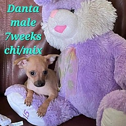 Photo of Danta